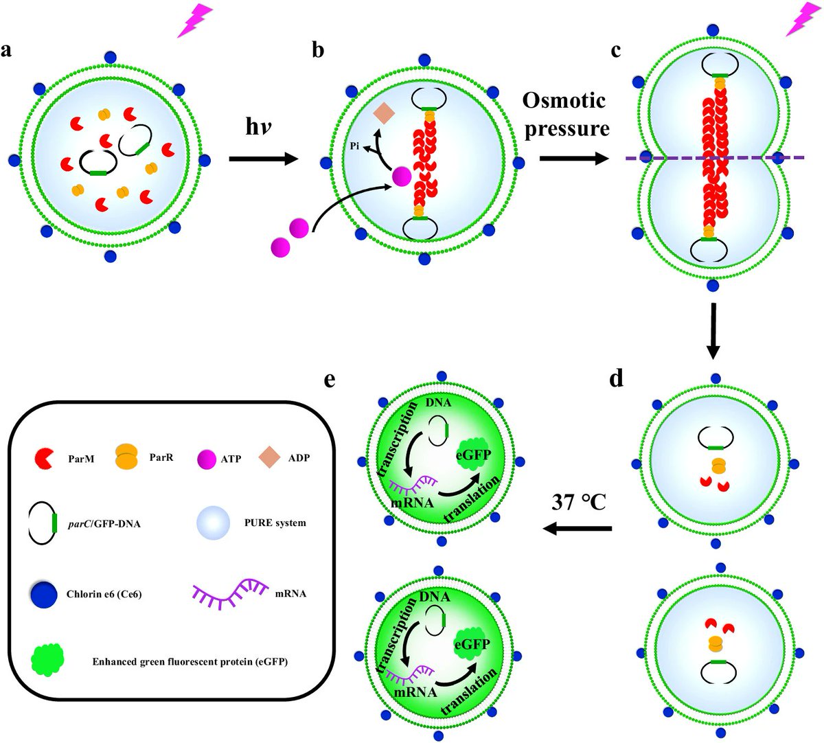 Investigation of artificial cells containing the Par system for bacterial plasmid segregation and inheritance mimicry
doi.org/10.1038/s41467…