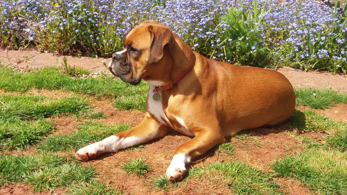 milliebtheboxer's tweet photo. Holding our dear Millieb in my mind today. This would have been her 9th Birthday, had she not been taken too soon, last September #boxer #millieb #boxerlady #missedforever #foreverinourhearts https://t.co/F68M1C47L0