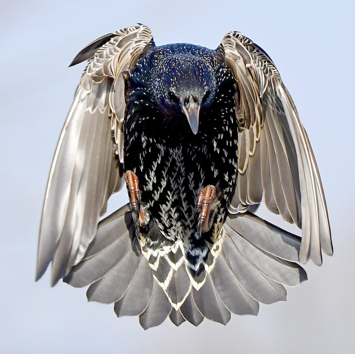 Carl Bovis tweet media