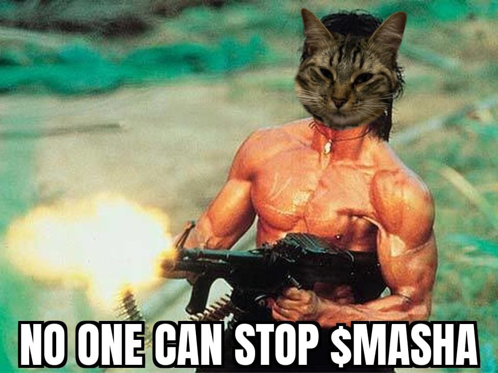 masha billionaire cat tweet media