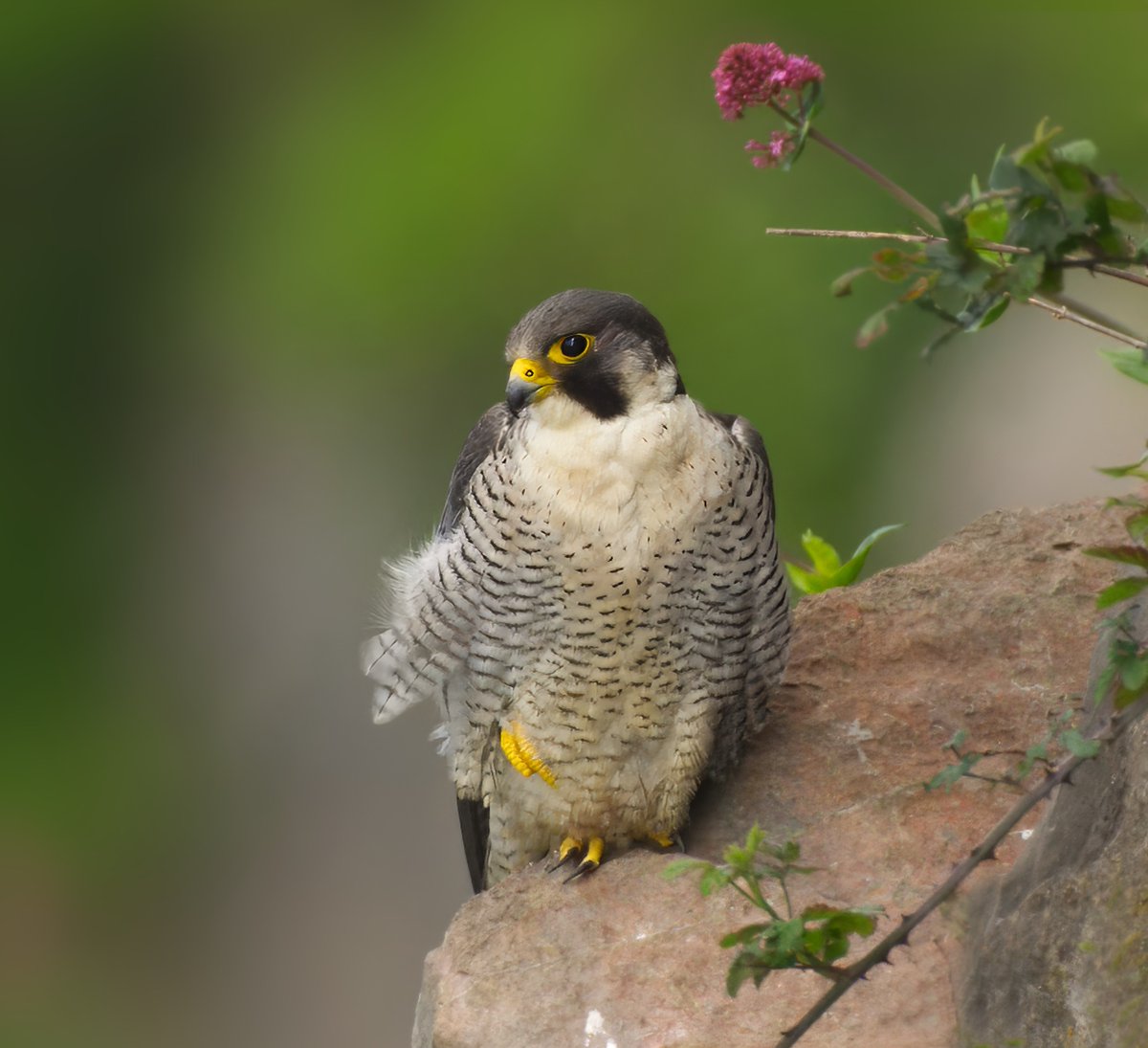 BBC Springwatch tweet media