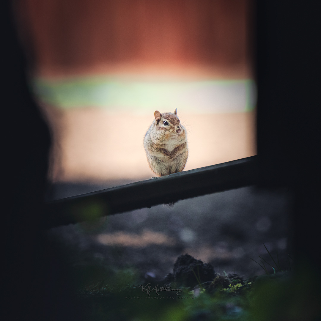 ~ "the whole world's a stage"...