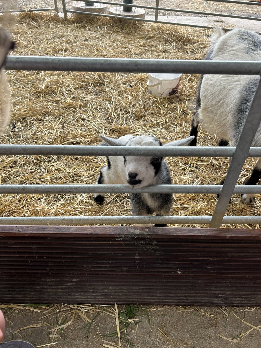 JenMcCann24's tweet photo. @P4HHOMPS The baby goat was our favourite when we visited a few weeks ago 🥰 https://t.co/G1LfWv3BdI