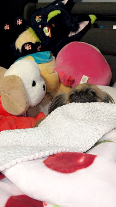 Pls send positive energy Melah&rsquo;s way. I had to rush her to the vet today &amp; she&rsquo;s being observed w/ X-rays