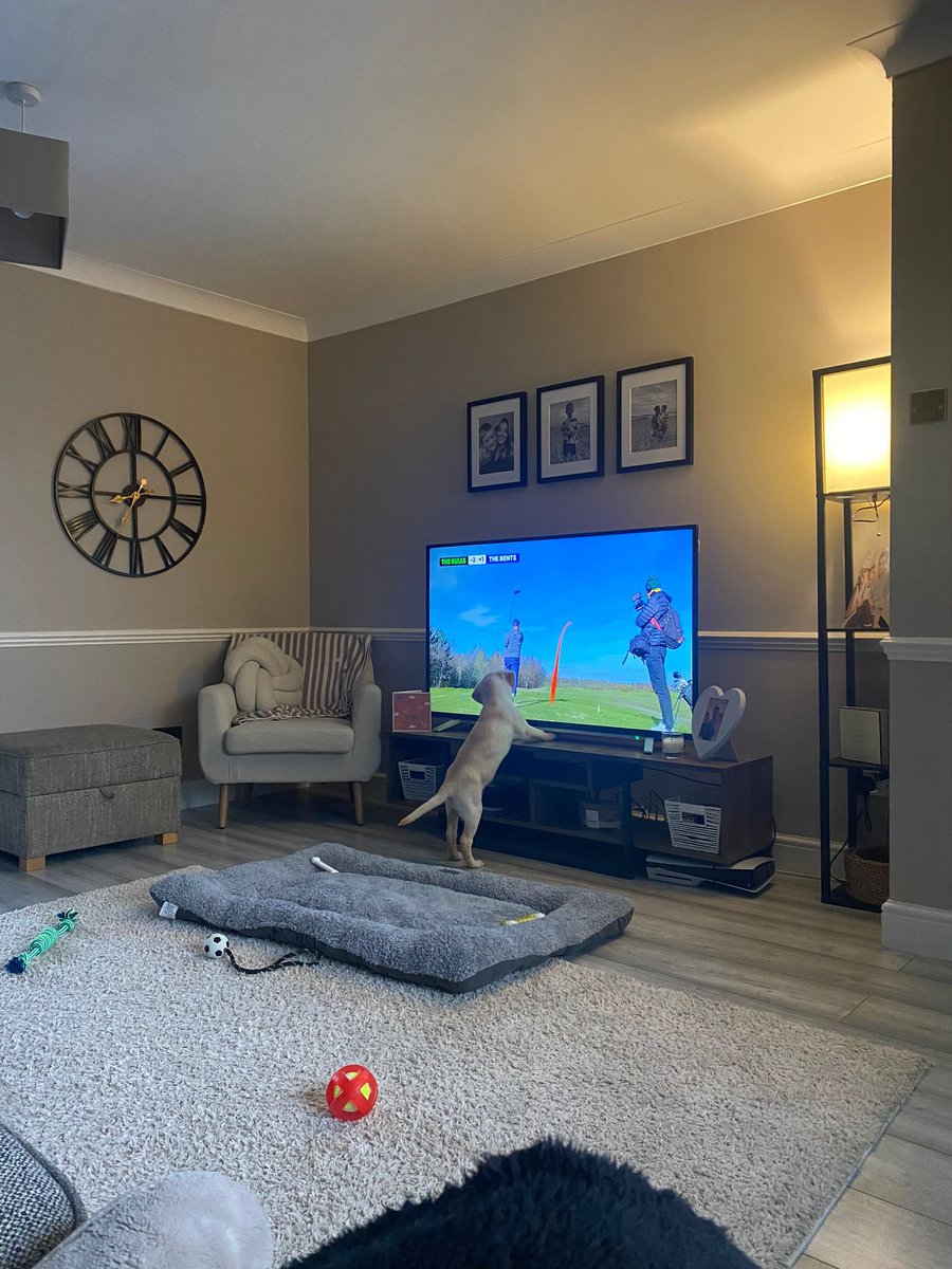 The new puppy enjoying <a href="/TubesSoccerAM/">Tubes</a> golf life ⛳️