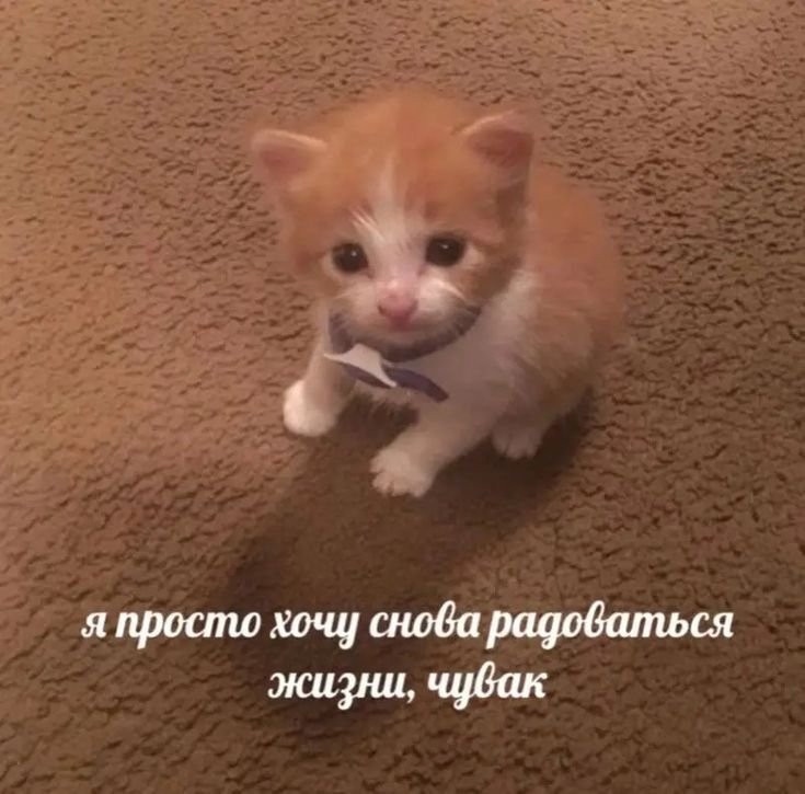 cats, i love cats tweet media