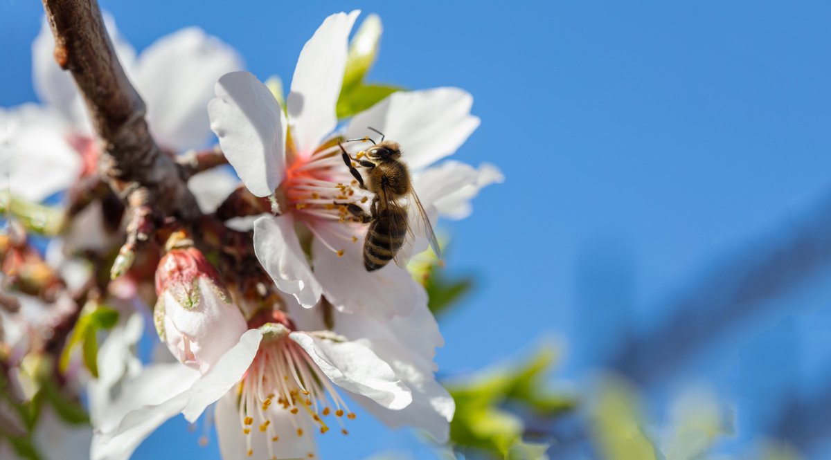 usfs_nrs's tweet photo. What happens inside a tree cavity? How does it form? How does a tree prevent worsening decay? Who lives inside? Join NRS scientist Kevin Smith and others as they explore the ins and outs of #treecavities tomorrow, June 20 - https://t.co/Tzy5lWTgXQ
#PollinatorWeek https://t.co/bRgASJx1c8