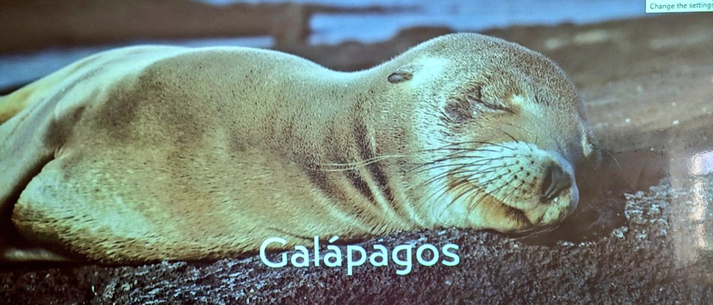 MrsMorgado1's tweet image. Students are helping me prepare for my expedition in August to the #Galapagos with @NatGeoEducation @LindbladExp by researching species I may encounter.