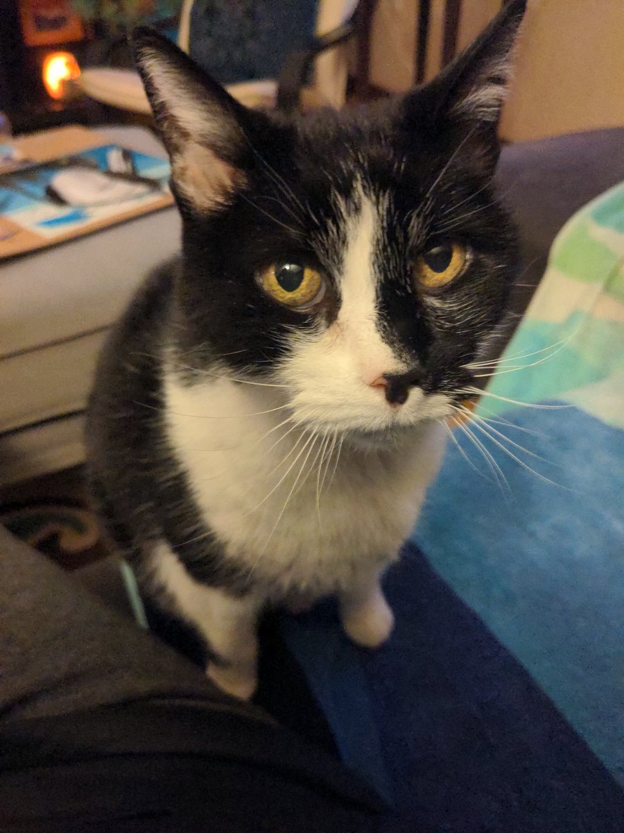 ASkidlit's tweet photo. @ColeTheBlackCat My shining Star, passed on Saturday https://t.co/p7Mqx2ygdM