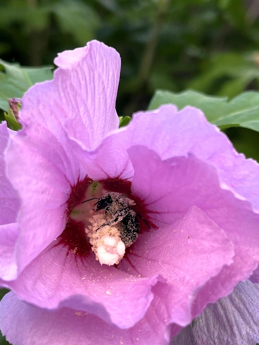 BeesYU (@beesyork) on Twitter photo Spot a bumble bee or nest in North America? Report it to Bumble Bee Watch bumblebeewatch.org. Check out a recent article by <a href="/VJMacPhail/">Victoria J. MacPhail, PhD</a> , <a href="/SaveWildBees/">Sheila Colla, Ph.D</a> , and Richard Hatfield for insights on community vs. scientific data for the BBNA database. journals.plos.org/plosone/articl… Spot a bumble bee or nest in North America? Report it to Bumble Bee Watch bumblebeewatch.org. Check out a recent article by <a href="/VJMacPhail/">Victoria J. MacPhail, PhD</a> , <a href="/SaveWildBees/">Sheila Colla, Ph.D</a> , and Richard Hatfield for insights on community vs. scientific data for the BBNA database. journals.plos.org/plosone/articl…