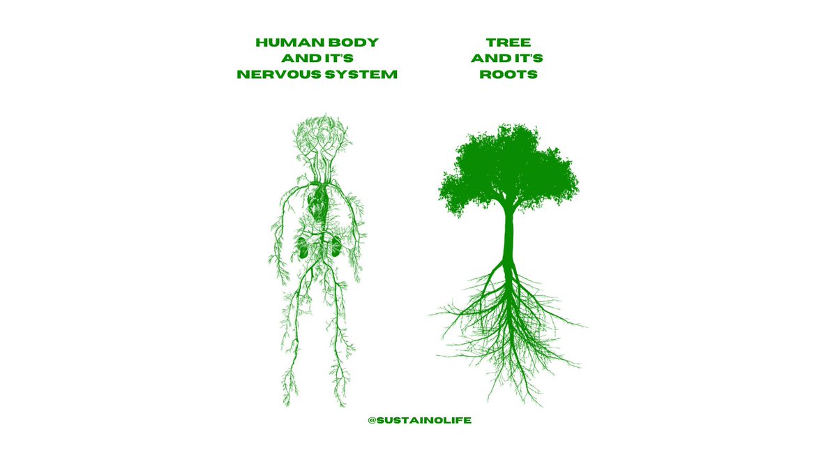 SustainoLife's tweet photo. The wisdom within us mirrors the wisdom around us. We are nature. Come live in our community and be nourished beyond belief. 🧠🌲✨
#sustainolife #SustainableLiving #biodiversity #realestate #community #integratedlife #vedicvillage https://t.co/hO7zDyeVP8