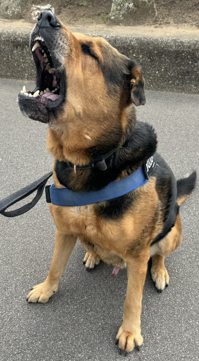 Note to the leaders ahead of tonight’s Battle for Number 10 - this is how the dogs shape up in Grimsby - so don’t underestimate their owners in the audience…

NB: Max is a Rottweiler, German Shepherd cross.  Apparently