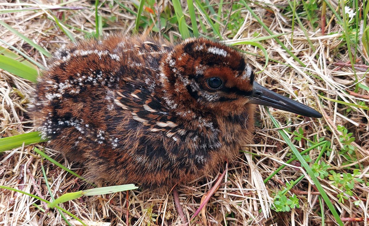 Behold, the most beautiful creature on the North Yorkshire Moors - a Common Snipe chick in all its intricate, helpless glory. A privilege to find (and then quickly leave) her/him on today's <a href="/WoldEcology/">Wold Ecology</a> surveys, which are (anecdotally) showing a positive season for this species.