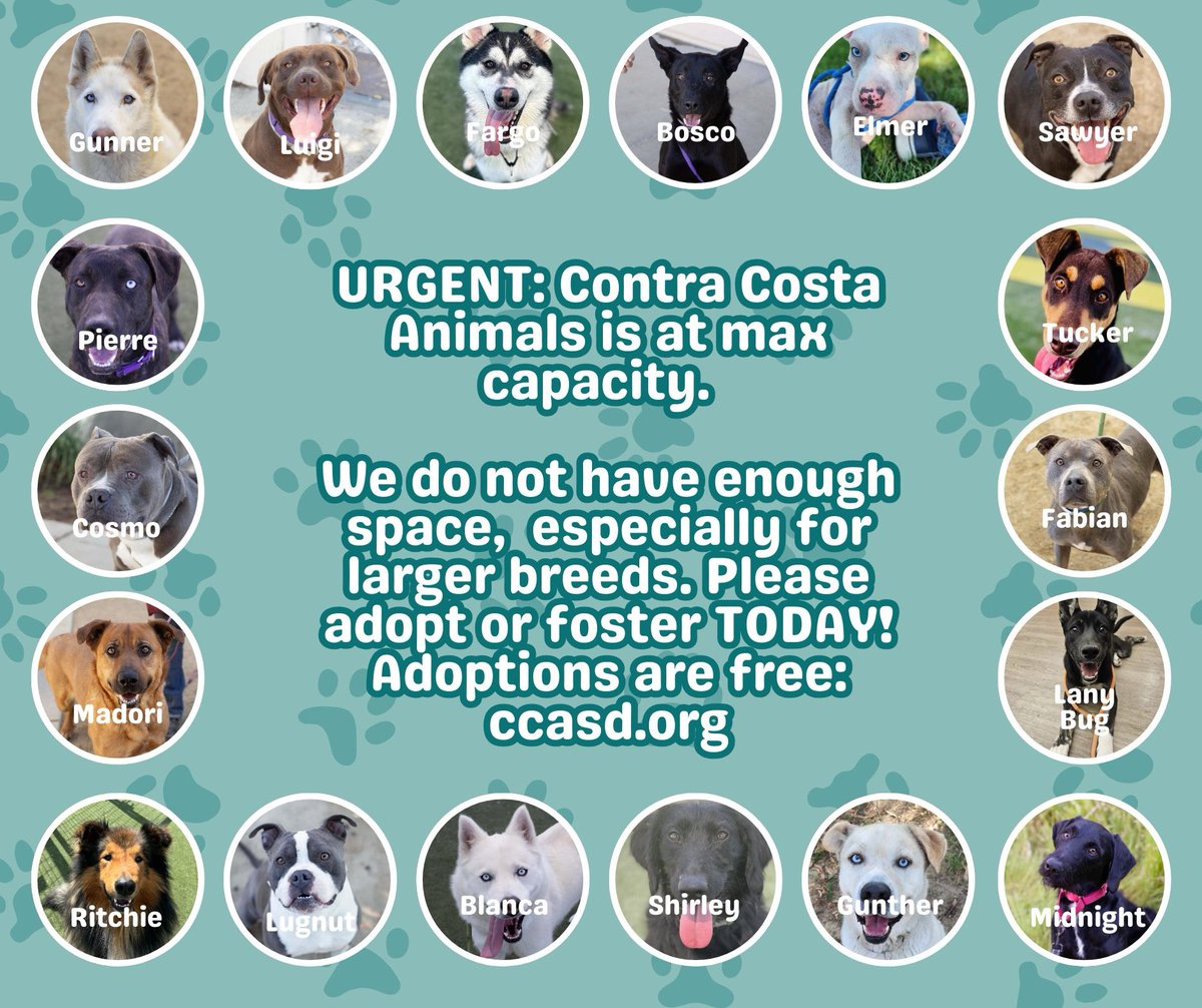 We are at MAX capacity! Come meet our adoptable dogs at Contra Costa Animal Services. Adoptions are free for <a href="/CCCounty/">Contra Costa County</a> residents. A $25 licensing fee may apply. All pets go home vaccinated, spay/neutered, and microchipped. contracosta.ca.gov/2424/Available…