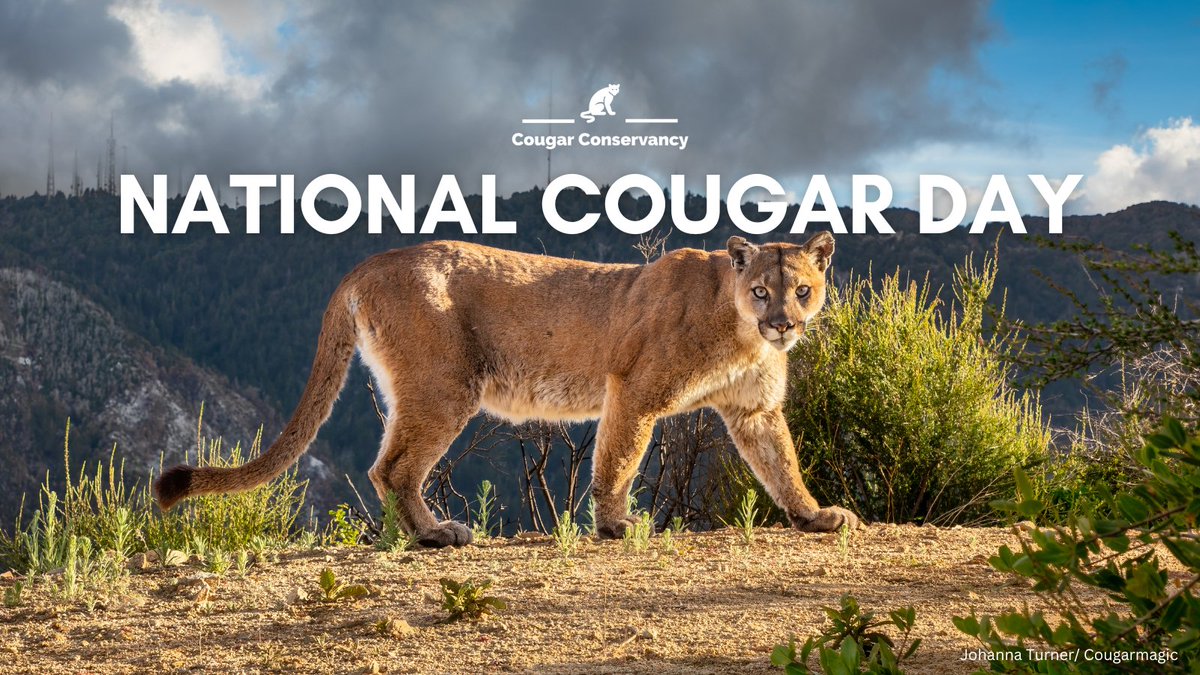 CougarConserv's tweet photo. Happy #NationalCougarDay! 🎉
We're celebrating by releasing our new educational poster: "Safeguarding Pets in Cougar Habitat: Tips for Constructing a Cougar-Proof Enclosure." 🐾 Download + share this free resource today: https://t.co/K3rlVKUQwk https://t.co/IGmDYuTw9u
