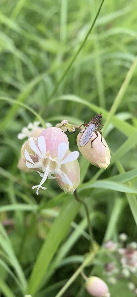 Silene (Catchfly) with Empis livida) #wildwebswednesday