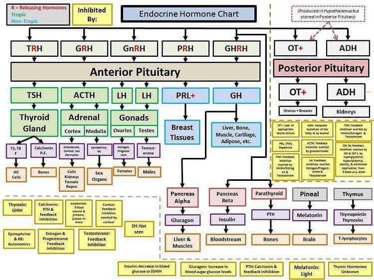 Pituitary Hormones
