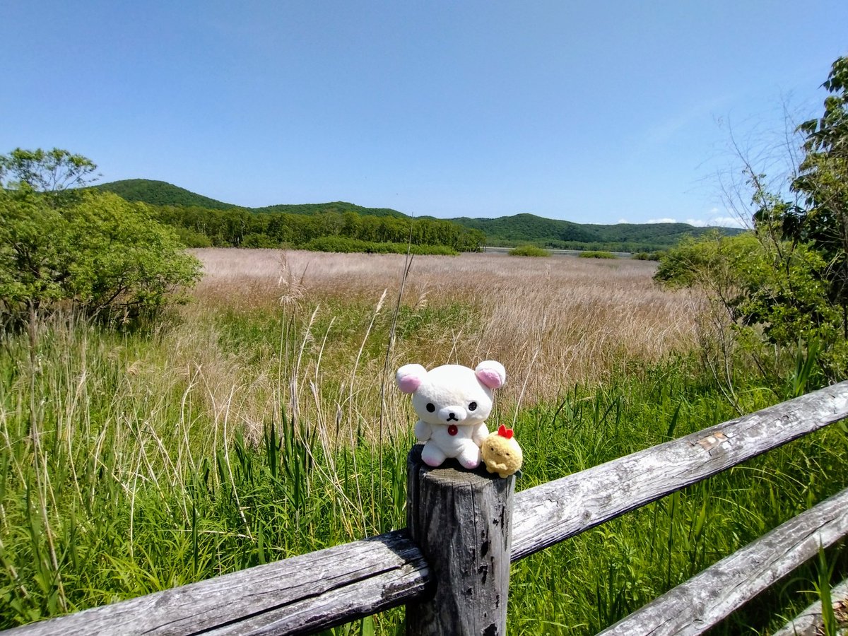cha_bo_zu's tweet photo. 釧路湿原でヘルシーウォーキング♪ https://t.co/gIJjYnsKEr