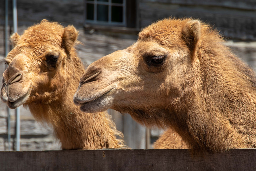 🐫 Guess what day it is? Guess. what. day. it. is.....???