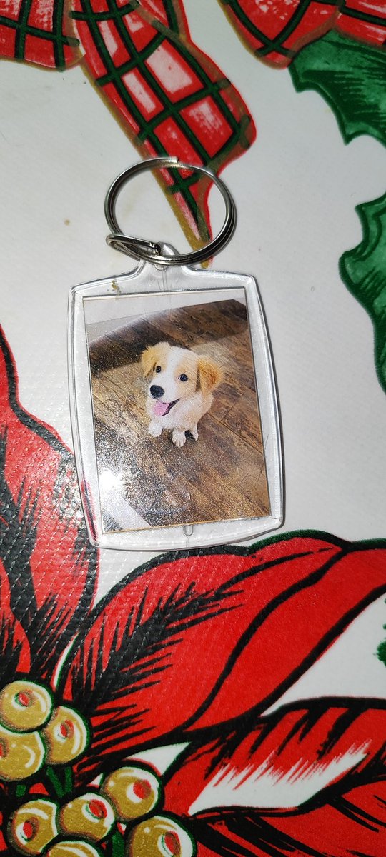 AngelElProBS's tweet photo. Nunca te voy a olvidar, fuiste la mejor perrita que pudimos haber tenido😭😭😭😭 https://t.co/kLkPTC2vqB