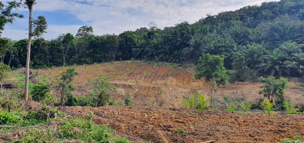 Ladang_Mos's tweet photo. @NapiahKecik @AzmiOga @RinaIsmail4 @rafiziramli @anwaribrahim Contoh tanah kampung yg baru lepas plough sebelum nak tanam nanas.. cuba la bawak van masuk sini https://t.co/3NUVKZ1cXS