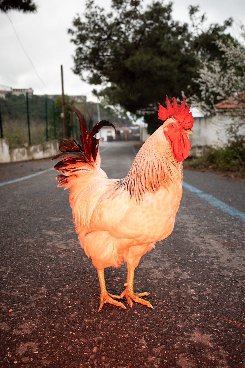 Ilya Daesque tweet media