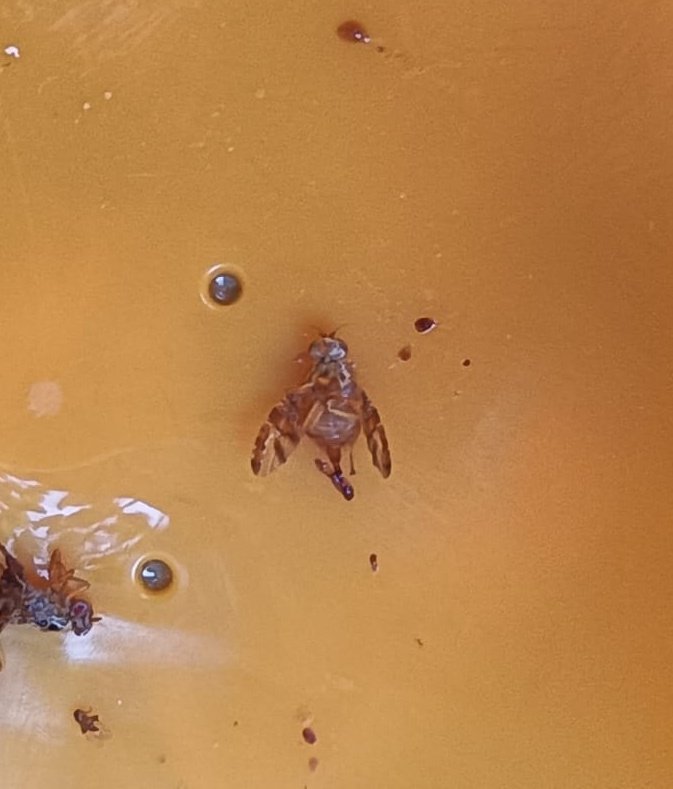 redfaragon's tweet photo. Ya tenemos aquí a los primeros adultos de #CeratitisCapitata, la mosca de la fruta. El 27 de mayo se encontró el primero en la comarca de #Caspe, hoy en #Valdejalon, también presente en #BajoCinca y #CincaMedio.
Recordar que en 2023 la incidencia fue muy importante.
📸D.Ariño https://t.co/zTGWwMFezu