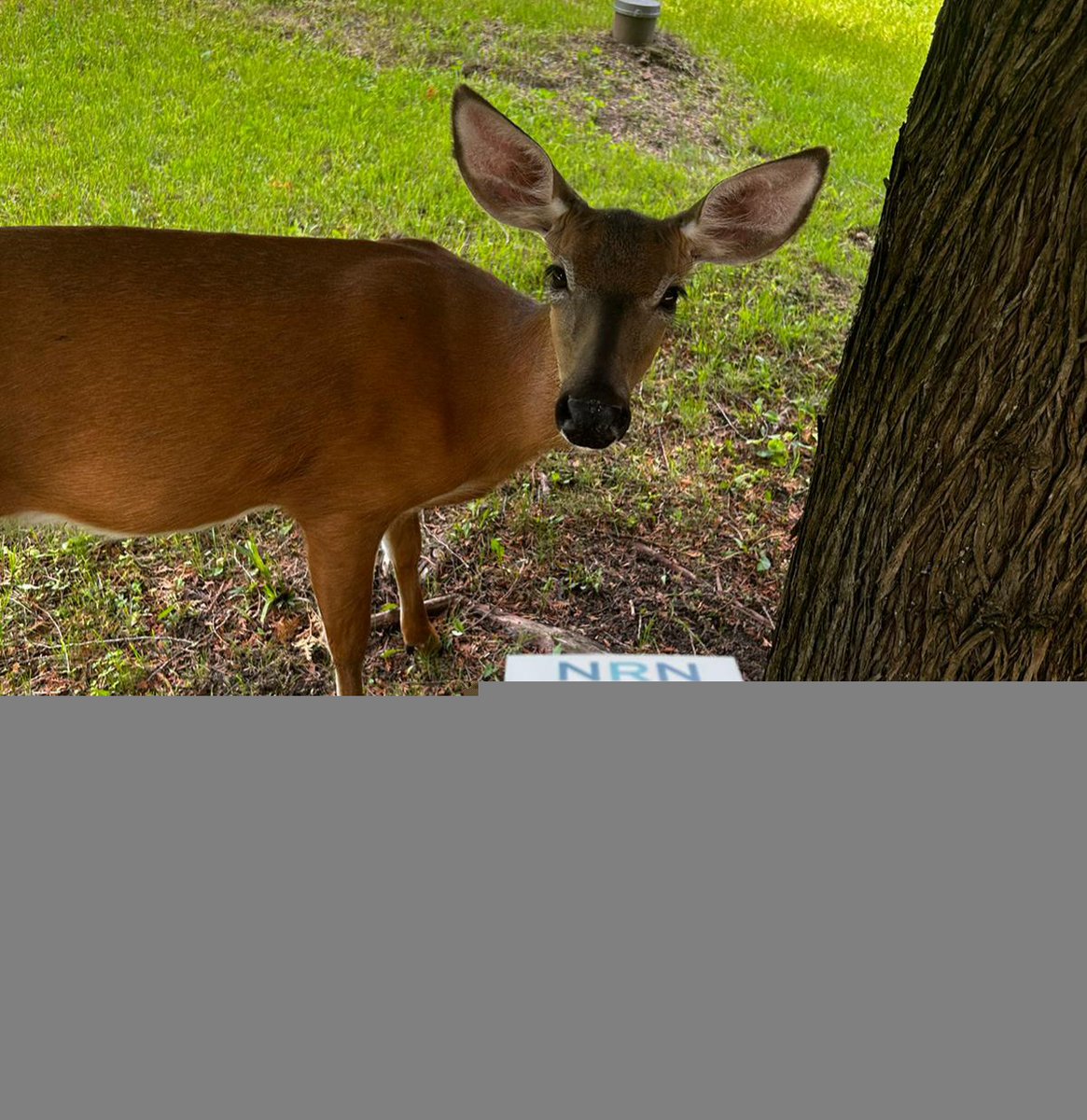 NR_Networks's tweet photo. Never a dull moment for the staff of NRN, while two of staff were out flyering in the Coe Hill area, they  stumbled across one adorable customer! 🦌🩷 https://t.co/AKeKY9sLZo