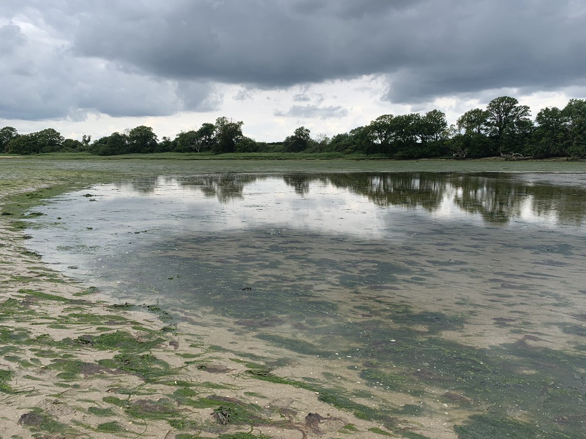 Lovely day searching for #seagrass in Holbrook Bay #Suffolk it’s spreading into sand bank in one area (Harkstead) and refound in another (pools on old sea wall) <a href="/ProjectSeagrass/">Project Seagrass</a> <a href="/ZosteraR/">Richard Unsworth 🏴󠁧󠁢󠁷󠁬󠁳󠁿</a> <a href="/JimPullen9/">Jim Pullen</a> <a href="/ecoevoenviro/">Prof Tom Cameron</a>