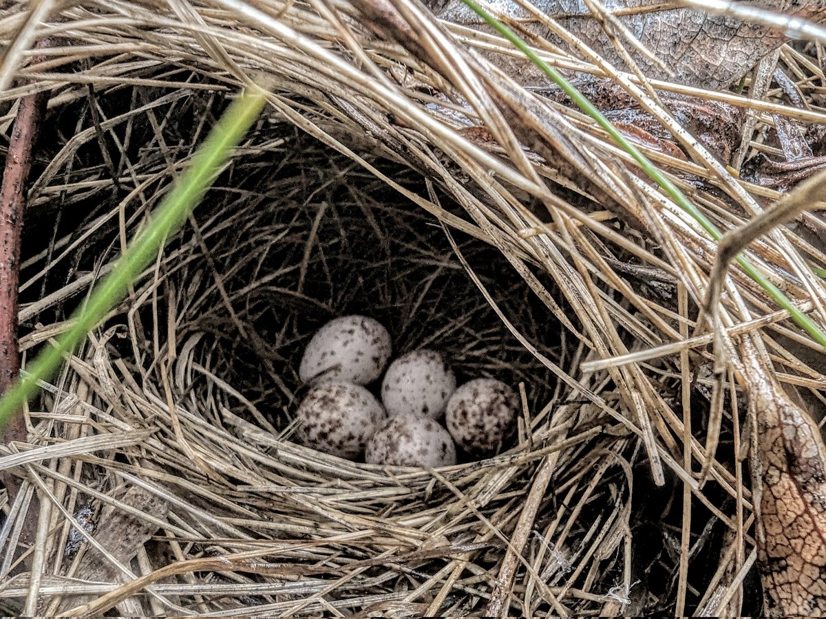UrbanEnviroDude's tweet image. Spots
#TennesseeWarbler #BirdNest