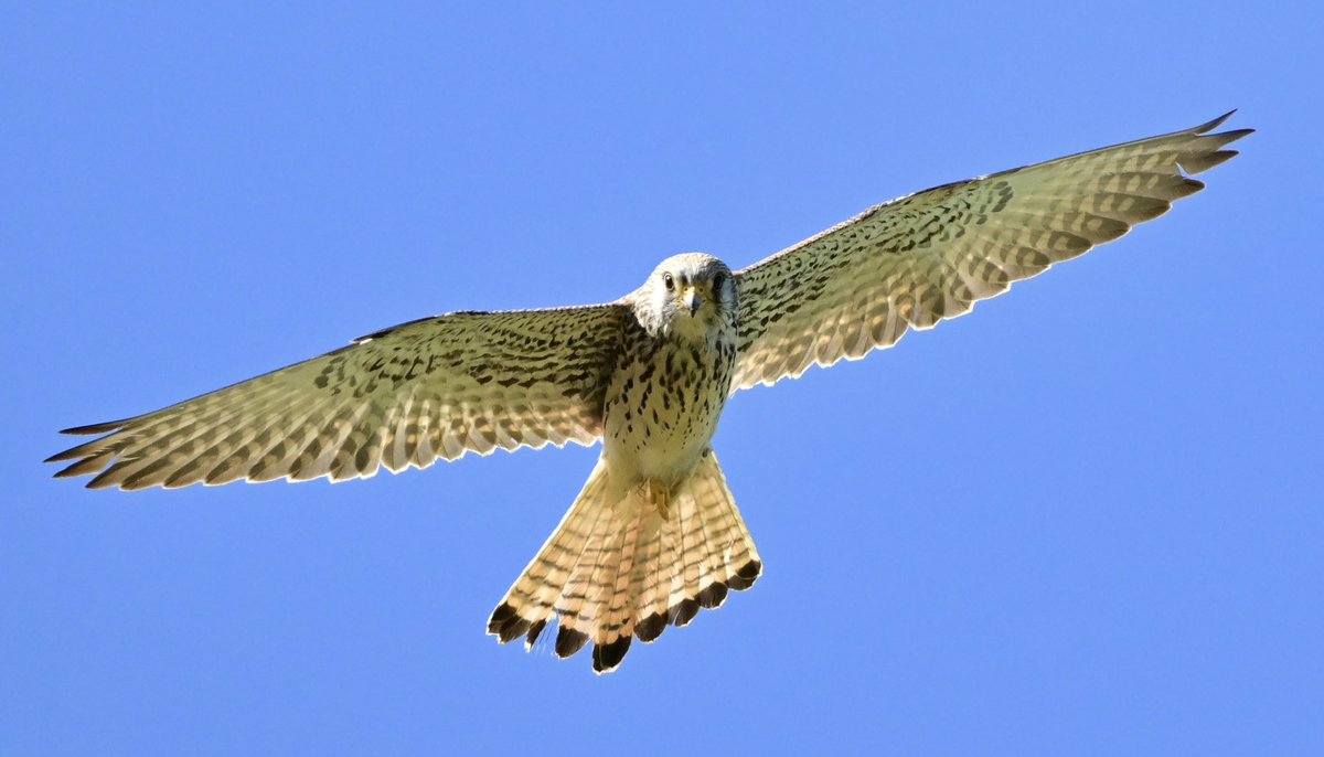 miqbo's tweet photo. Xoriguer petit (Falco naumanni).
#falconaumanni #falco_naumanni #xoriguerpetit #xoriguer_petit #lesserkestrel #lesser_kestrel #cernícaloprimilla #cernícalo_primilla 
20240511 Fortià. https://t.co/gPin7n6rO7