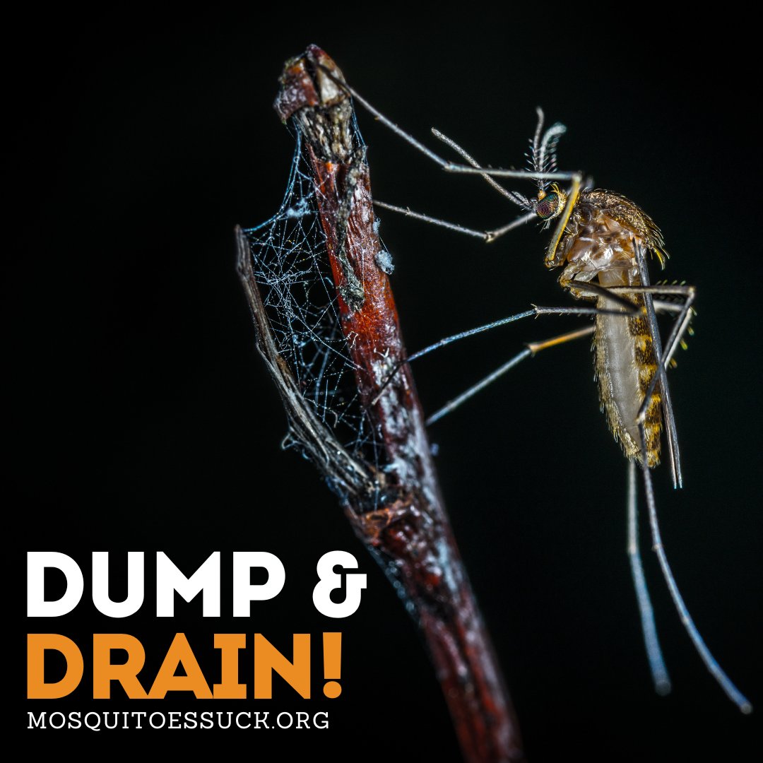 OCVector's tweet photo. If you have standing water around your property, it won't be long before the mosquitoes attack! Be sure to check your yards routinely and dump out any standing water! That's the best way to stop their attack!🦟🚫 #fightbackoc #mosquitoessuck #dumpanddrain https://t.co/8Fo1Wl8kRo