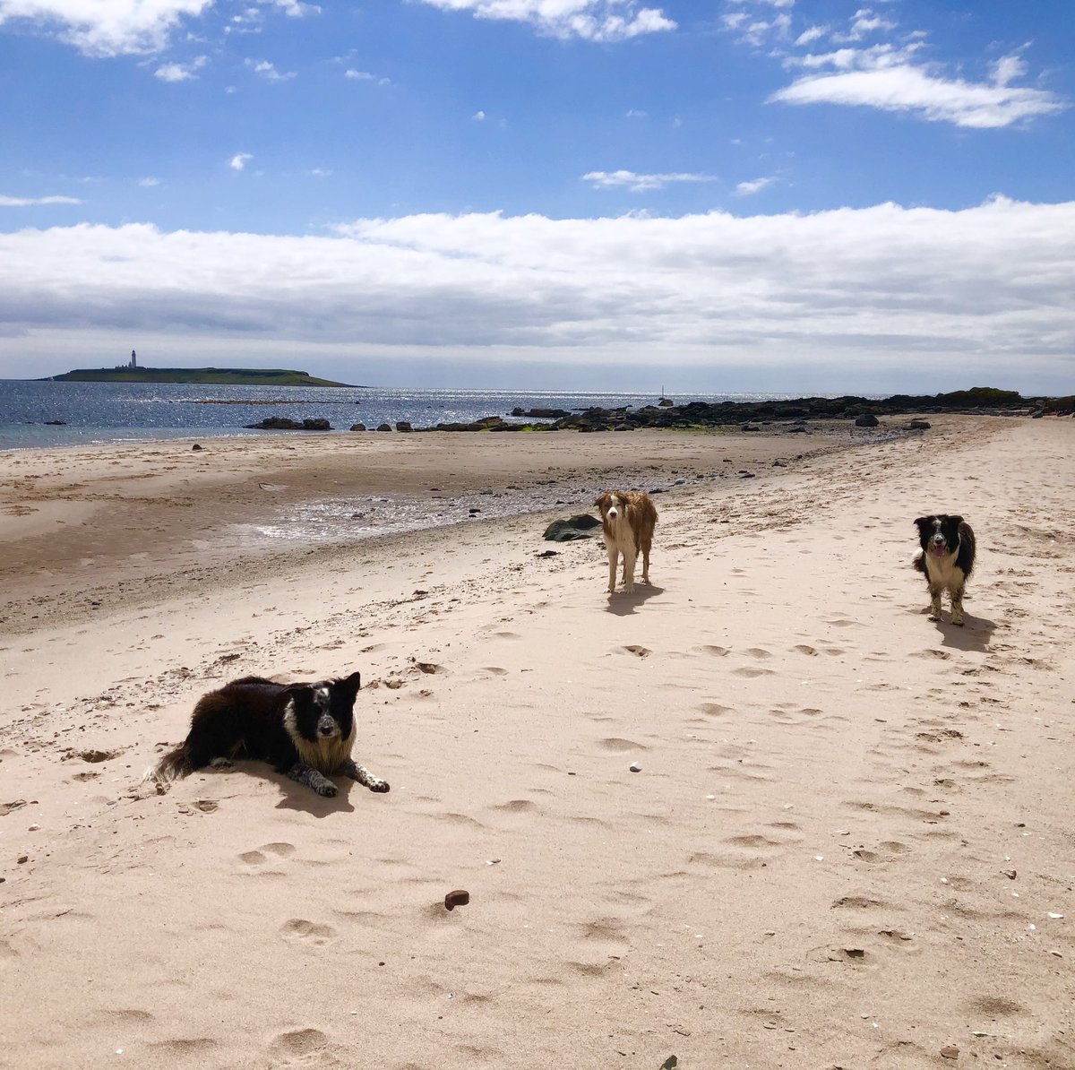 zakthecolliedog's tweet photo. Three collies absolutely loving life today.
#jessedog #jackthelad &amp; #rescueru
🖤🖤🤎

https://t.co/PBzHGjgw80

#isleofarran #adogslife #zakthecolliedog Border Collie Trust GB Diane Hart The Sheepdog/Collie Rescue and Rehabilitation Centre
@CherrydidiUK https://t.co/cF1EiTA16d