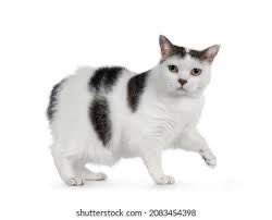orbeezgod's tweet photo. i <3 when cats have lil bangs https://t.co/lUx81MN4ti