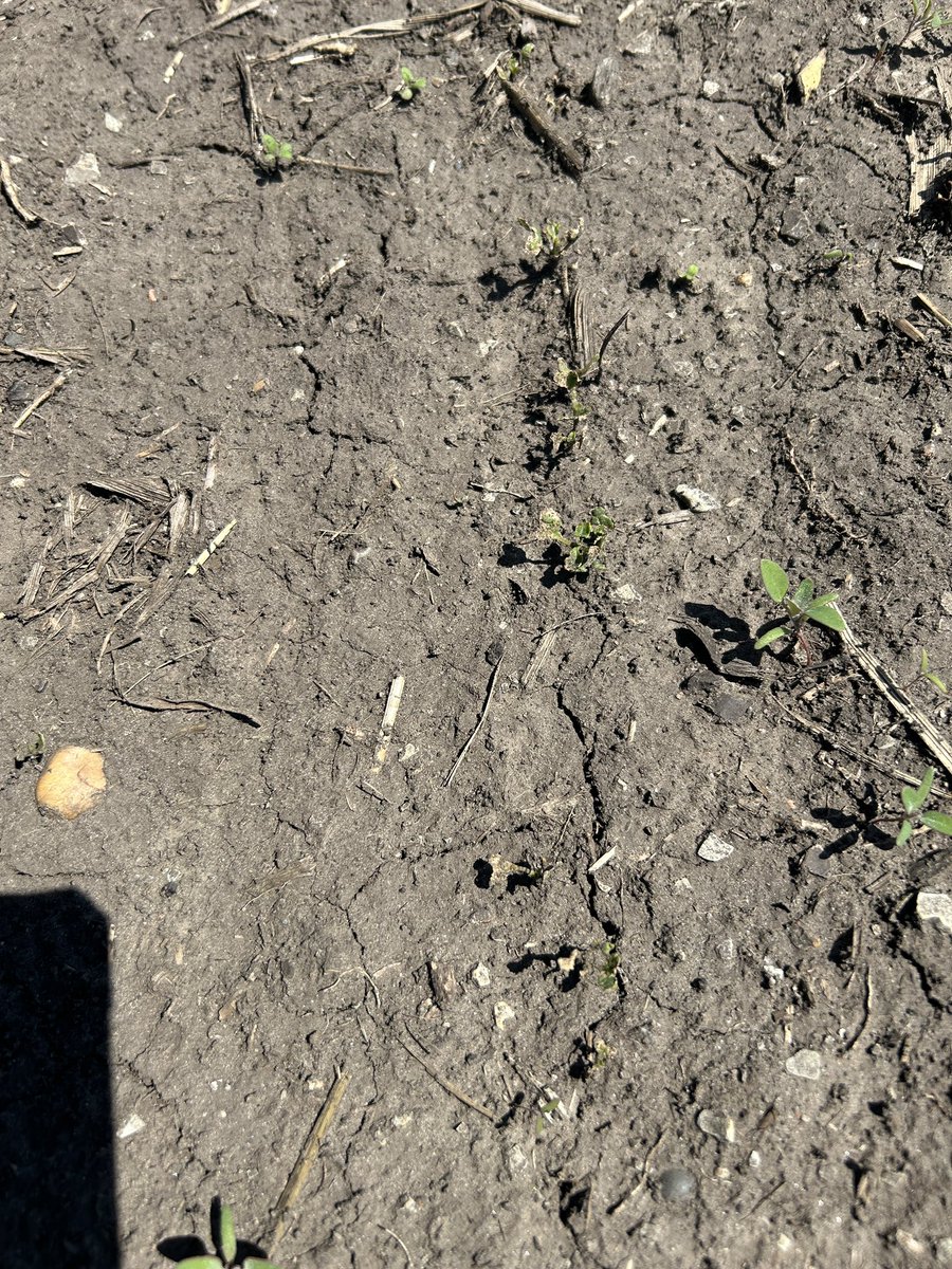 Mitchell Blyth tweet media