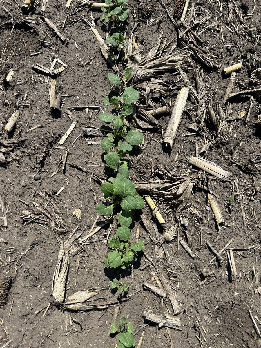 Mitchell Blyth tweet media