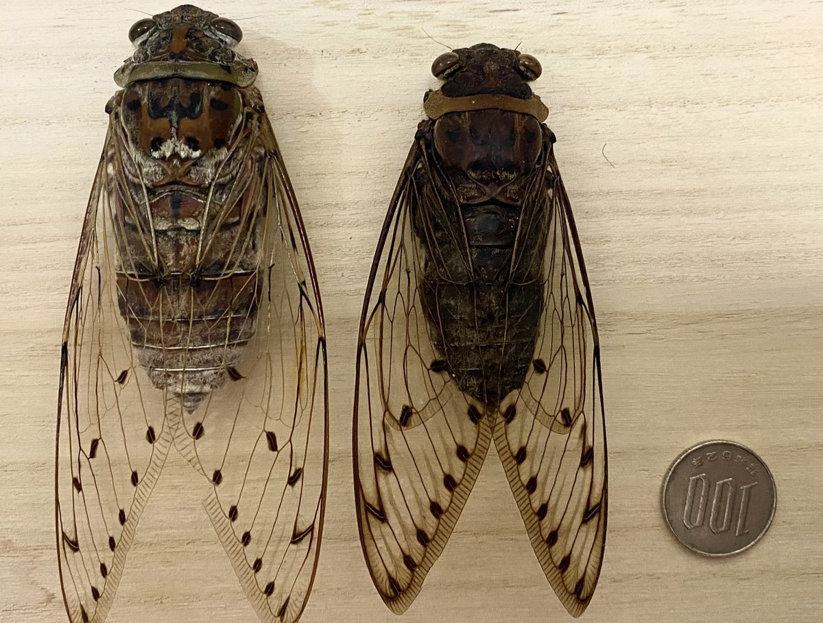 セミ レジン封入標本 テイオウゼミ テイオウゼミ 標本