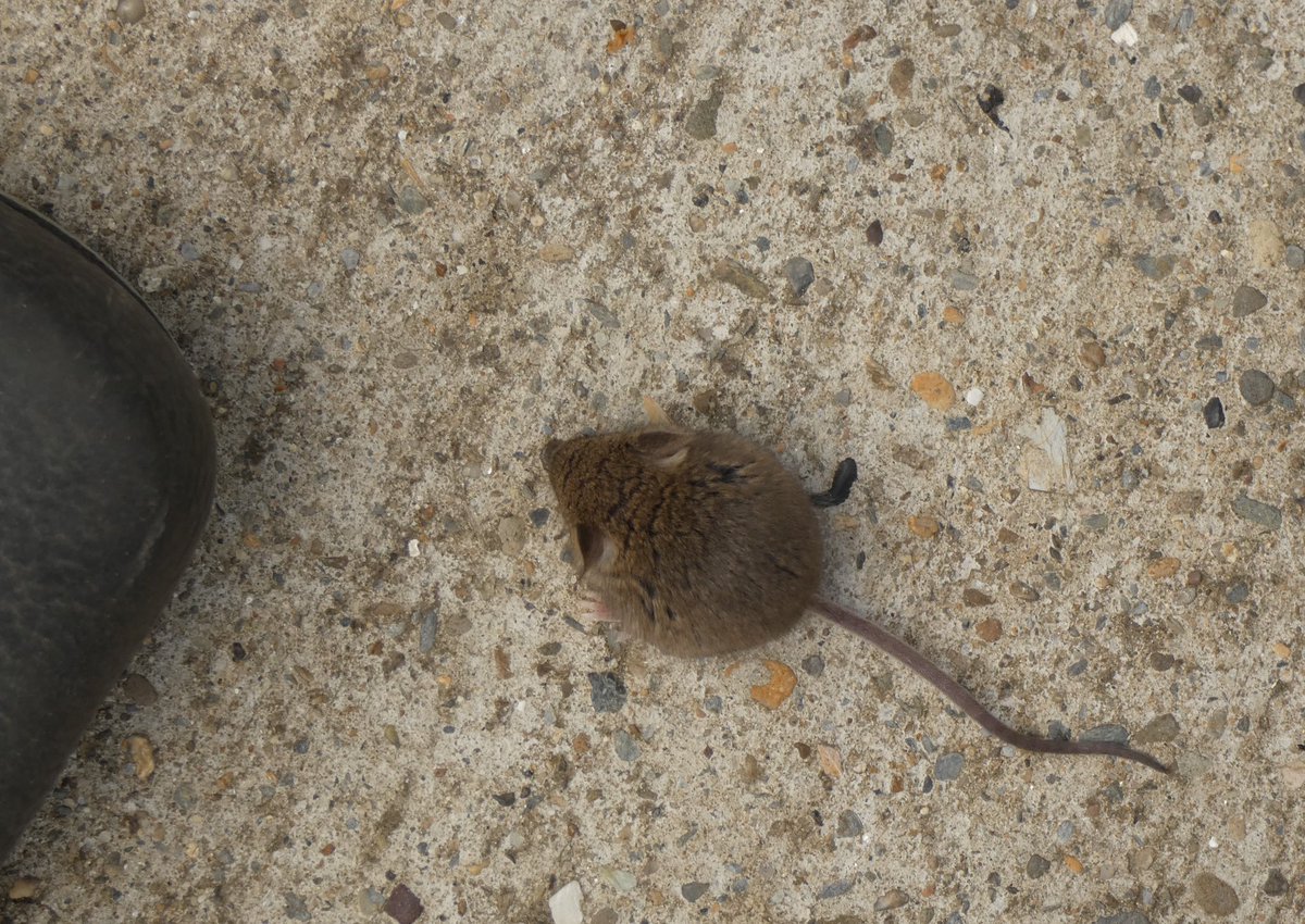 Wexford & Beyond (@killannewexford) on Twitter photo Had two of these sweet looking mice running around under our feet today. Are they young wood mice? Or house mice? Incredibly small and not at all worried about us or the dog. If anyone knows what they are? <a href="/Irishwildlife/">Irish Wildlife Trust</a> <a href="/collieennis/">Collie Ennis 🕷🐸</a> Had two of these sweet looking mice running around under our feet today. Are they young wood mice? Or house mice? Incredibly small and not at all worried about us or the dog. If anyone knows what they are? <a href="/Irishwildlife/">Irish Wildlife Trust</a> <a href="/collieennis/">Collie Ennis 🕷🐸</a>