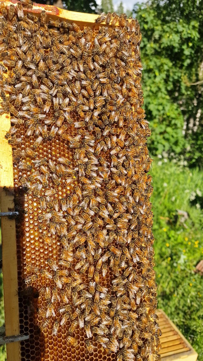 NurmiVisa's tweet photo. Heti tulee pesään painoa kun kelit paranee. Pesässä on vuoden 2022 emo. Sen tunnistaa keltaisesta merkistä. Tämän vuoden emot merkitään vihreällä värillä. #mestilänhunaja https://t.co/x19yhCNWwv