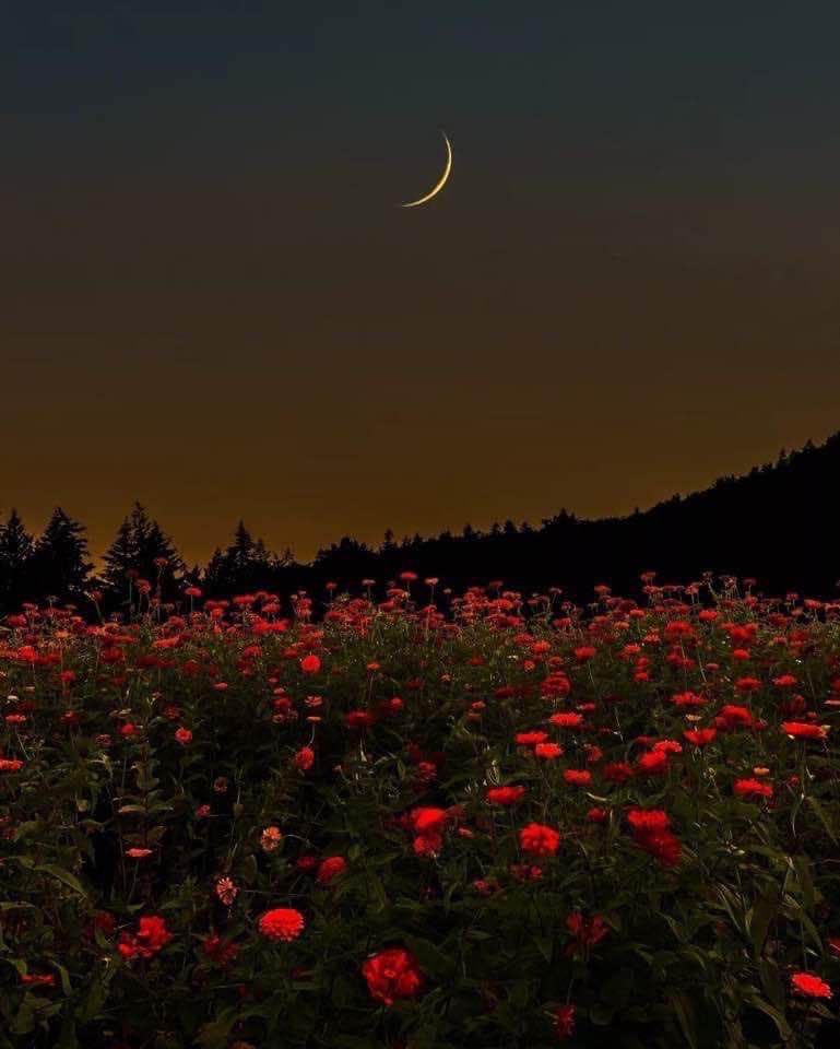 libreriavespri's tweet photo. Ma anche se forse pioverà per tutta la notte a noi basta di sapere che:
“Ma ora verranno le stelle, le tacite stelle.”
Giovanni Pascoli
N45 https://t.co/rLOKO0yu8i