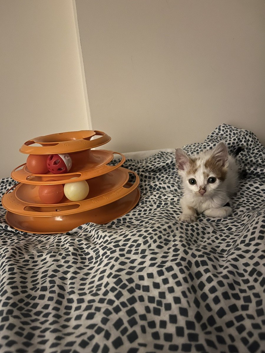 Küçücük odada tek başına o kadar sıkıldı ki, yok mu bu kaşık kadar bebeği alıp evini şenlendirecek kimse ? 🥹