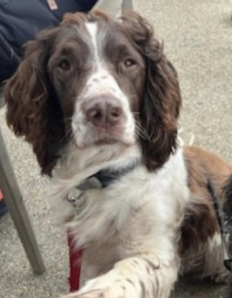rosieDoc2's tweet image. #SpanielHour 

SPENCER still not home - family in bits #Shawford area #SO21 10/3/24 
Male/adult #ESS brown&amp;amp;white 
Chipped &amp;amp; Neutered 

doglost.co.uk/dog-blog.php?d…

@RachaelB100 @JacquiSaid @alid2912 @Eloquencealways @BitofDecorum @qu1ncey @Penny2449 @rejannealb @MissingPetsGB @bs2510