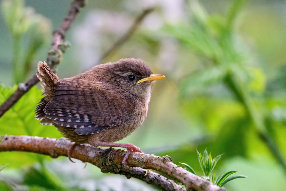 SW_PhotoNature's tweet image. The tree was alive with little wren fledglings…
#wren #bird #britishbirds #gardenbirds #springwatch #BBCWildlifePOTD #Norfolk #wildlifephotography