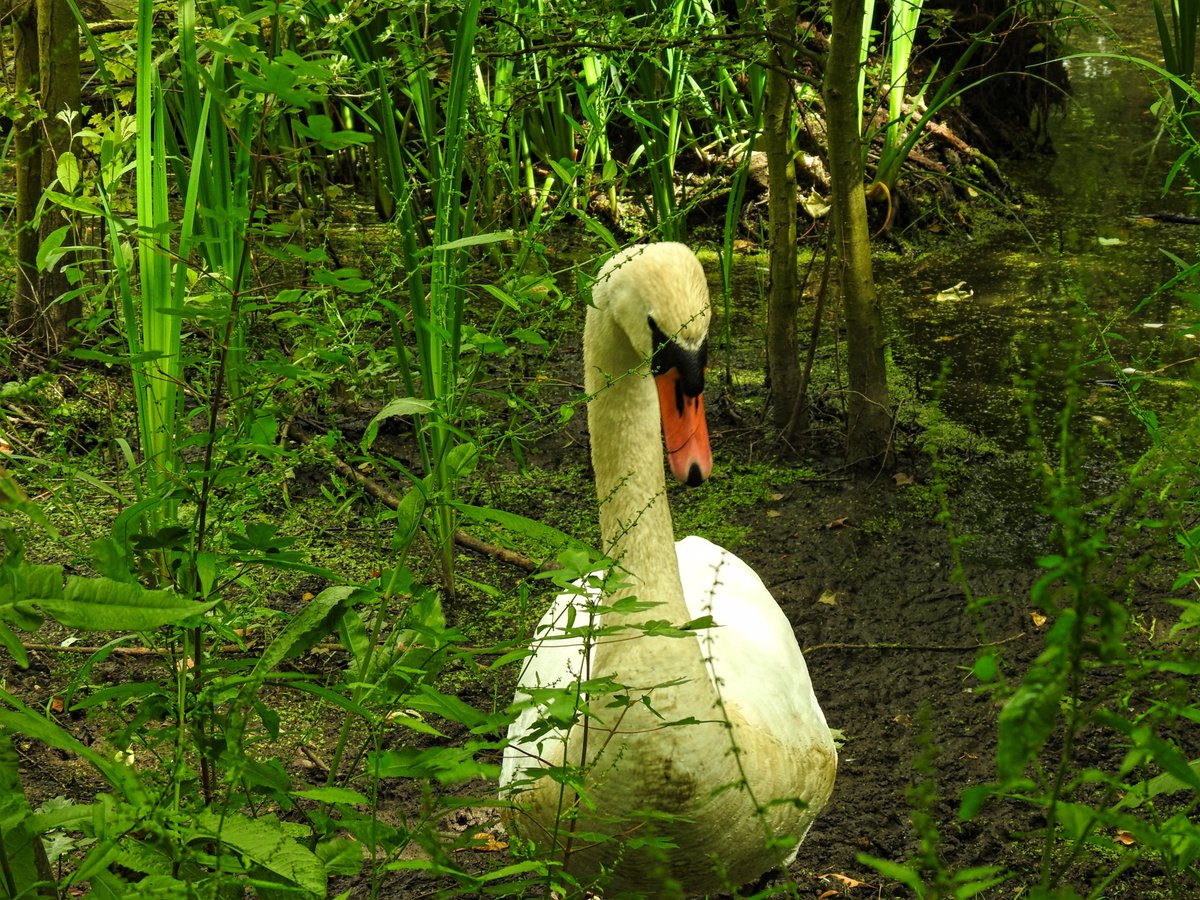 LylahPike's tweet photo. walk at Colwick @Nottswildlife #TwitterNaturePhotography https://t.co/FFnujlRkhK