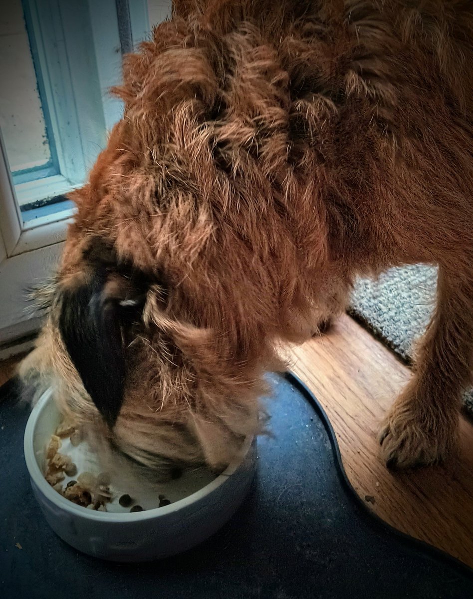 Sniffs_n_Licks's tweet photo. Today is my four year Gotcha Day! No better way to celebrate than with a whole sossij to myself! 🐾🐾 #btposse #gotchaday #sossij https://t.co/EsIuqEmyMt