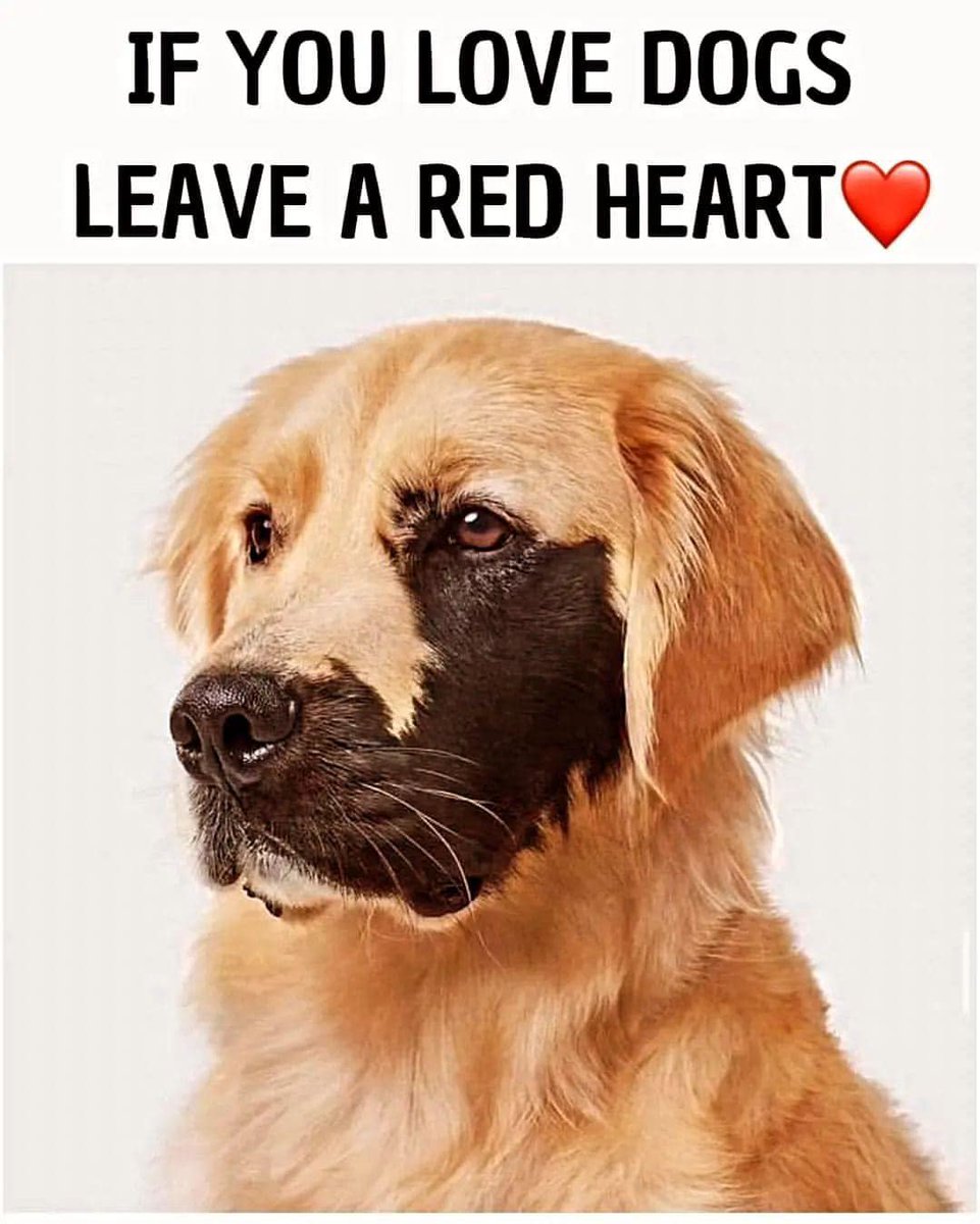 Beyond_theleash's tweet photo. https://t.co/DUGgfeHegy