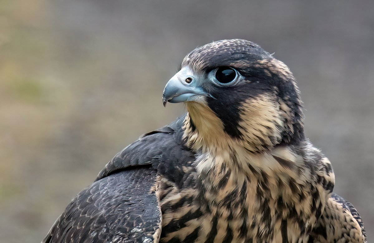 phil_smithson's tweet photo. I was fortunate to be in the right place at the right time to help recover a newly fledged juvenile from a towpath today. It was such a privilege to see this amazing bird at such close quarters. @huddperegrines @WfldPeregrines  @yorkshirewild https://t.co/gfMFav7UAy