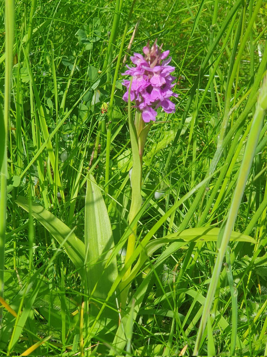 Kevin_Clements's tweet photo. Day 12 #30DaysWild
#NoMowZone in Telford #Shropshire Common Spotted & Southern Marsh Orchids @WildlifeTrusts @NE_WestMids @HMLandRegistry https://t.co/lOh7o1KpHi