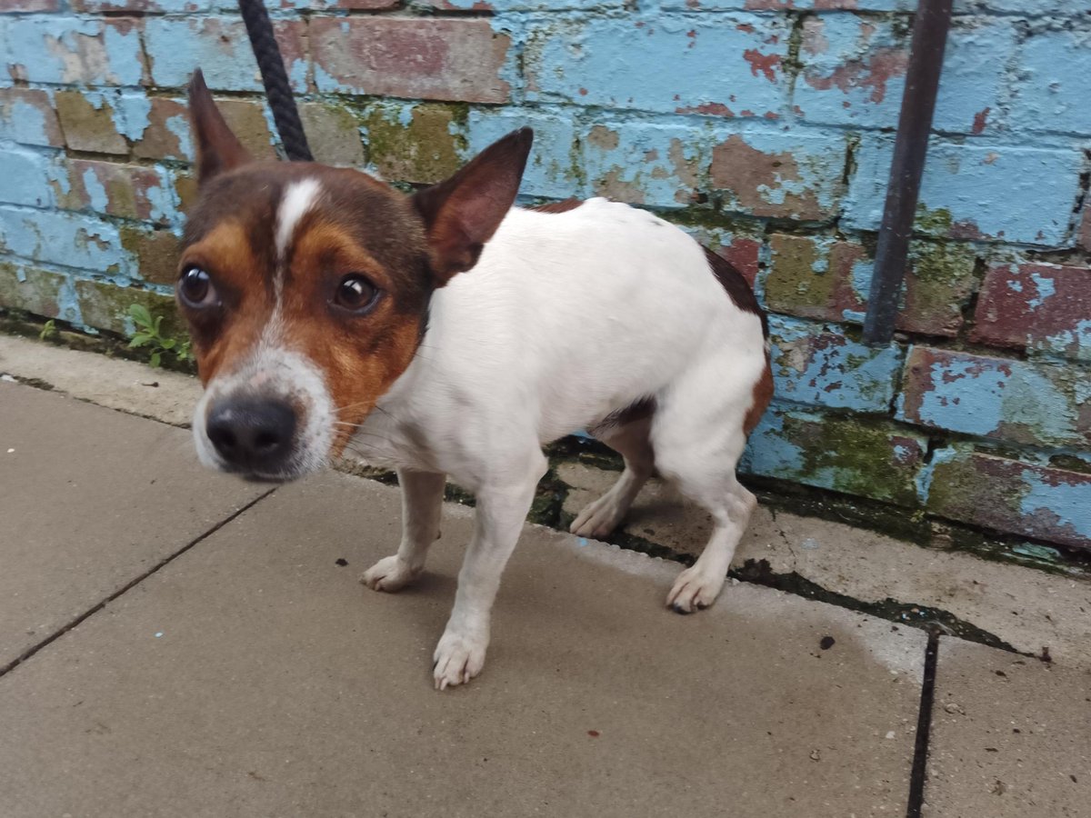 Please retweet to help find the owner or a rescue shelter that can take this stray dog found #GREENFORD #EALING #LONDON #UK 🆘🆘🆘
Male JACK RUSSELL TERRIER  found 11 June. He was not wearing a collar and his chip is not registered. 
Now in a council pound for 7 days, he could be