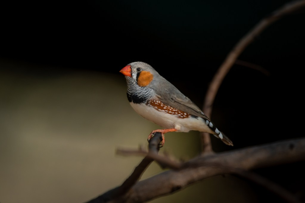 American Physiological Society (@apsphysiology) on Twitter photo This week on the #ISpyPhysiology blog, APS member <a href="/FornekJessica/">Dr. Jessica Whitaker-Fornek</a> discusses how artificial light (such as street lights) affects birds' brains: ow.ly/JsrZ50Shhqs This week on the #ISpyPhysiology blog, APS member <a href="/FornekJessica/">Dr. Jessica Whitaker-Fornek</a> discusses how artificial light (such as street lights) affects birds' brains: ow.ly/JsrZ50Shhqs
